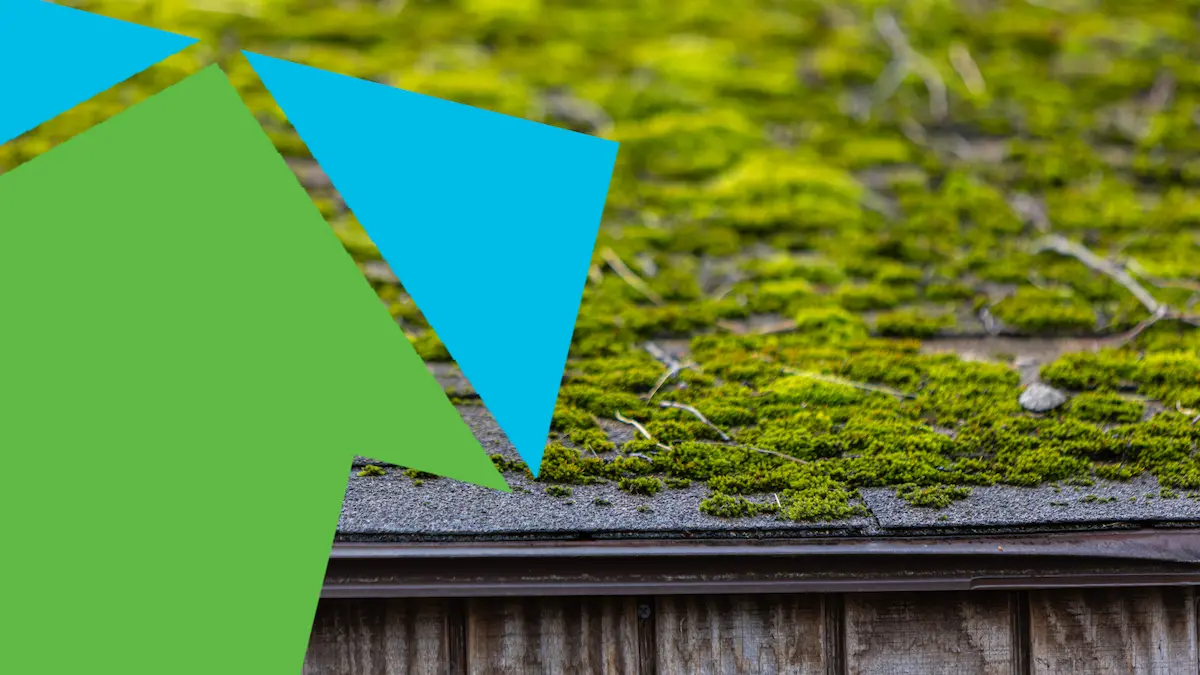 Roof Moss Removal for Strata and Condo Complexes in Greater Victoria